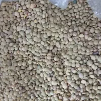 فروش عدسی تازه