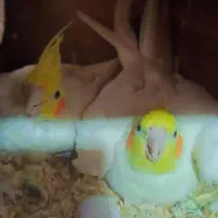 عروس هلندی لوتینو مولد با تخم|پرنده|مشهد, قائم|دیوار