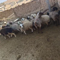 شیشک میش داشتی|حیوانات مزرعه|ارژن, |دیوار