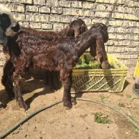 بزغاله افغانی