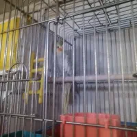 جفت عروس هلندی آهویی|پرنده|شیراز, شیخ علی چوپان|دیوار