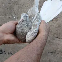 کبوتر رنگی