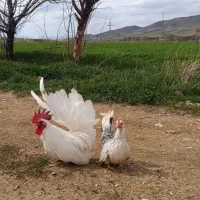 مرغ خروس جاپنیز