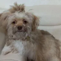 سگ ۶ماهه
