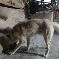 سگ گرگی امریکن اسکیمو