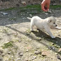 پاکوتاه نر|سگ|بندر ترکمن, |دیوار