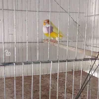 فنج گلدین نر