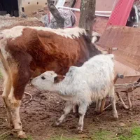 گاو گوساله نر|حیوانات مزرعه|رشت, حمیدیان|دیوار