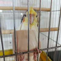 عروس هلندی نر و ماده کار داده