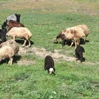 هفت عدد میش و بره