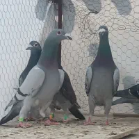 کفتر پلاکی نر آس