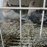 نرماده موشی درجه یک|پرنده|بهبهان, |دیوار