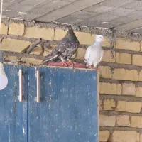 ترکیه ای پرنده ها بیضا هسن|پرنده|بانش, |دیوار