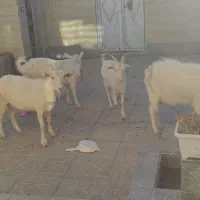 بزکل اصل سانن|حیوانات مزرعه|درمیان, |دیوار