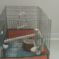 عروس هلندی با قفس|پرنده|رودهن, |دیوار