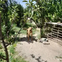 سگ نگهبان گمشده