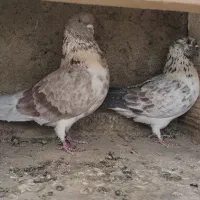 پرشی ، بازیکن. مایه کفتر