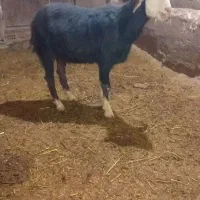 بزغاله نر و ماده