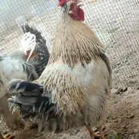 خروس و اردک