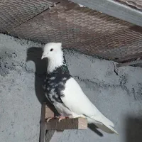 کبوتر طوق ..‌.