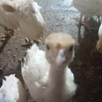 جوجه بوق بیوتی6|حیوانات مزرعه|کنگاور, |دیوار