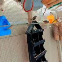 فنچ|پرنده|پارس‌آباد, |دیوار