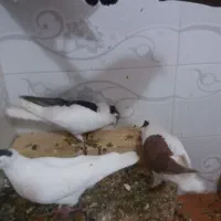 چپ کاکلی بدون کوچک ترین ایراد