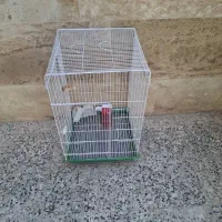 خریدار واقعی|عمدهفروشی|شیراز, تلخ داش|دیوار