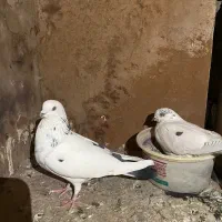 کفتر با جوجه|پرنده|مشکین‌دشت, |دیوار