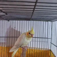 عروس هلندماده سه ماه لتینو