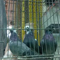 یه دسته کبوتر جهت برکت