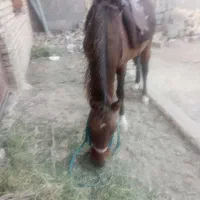 اسب یورقه۳۰ملیون|اسب و تجهیزات اسب‌سواری|مشهد, فردوسی|دیوار