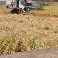 کمباین آماده برای برداشت برنج دارم
