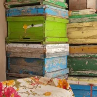 کندو زنبور عسل