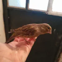 قناری دارچینی|پرنده|قزوین, |دیوار