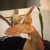 گرینچیک فوق دستی|پرنده|نجفآباد, حومه نجف آباد|دیوار