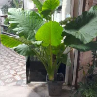 گیاه بابا آدم|گل و گیاه طبیعی|قدس, شهر‌قدس|دیوار