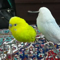 مرغ عشق
