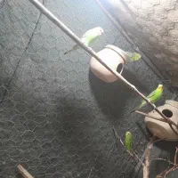 سع عدد مرغ عشق یه نر جوان دوتا ماده