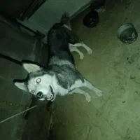 هاسکی اصیل مو کوتاه|سگ|لواسان, |دیوار