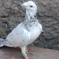 کفتر سار وپولکی قلدور نر