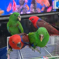 طوطی گرینچیک دستی سخنگو|پرنده|اهواز, فاز ۲ پادادشهر|دیوار