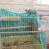 طوطی بریزیلی|پرنده|تهران, امام زاده عبدالله|دیوار