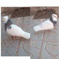 پرنده کبوتر