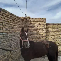 اسب نریون|اسب و تجهیزات اسب‌سواری|گناباد, |دیوار