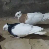 مرغ ولایتی معاوضه ۱۲