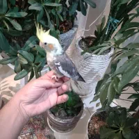 جوجه عروس سینامون|پرنده|کرج, کرج نو|دیوار