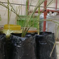 کیسه نهال|گل و گیاه طبیعی|اهواز, حصیرآباد|دیوار