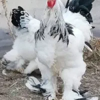 خروس  امپراتور