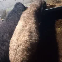 میش و بره|حیوانات مزرعه|رودهن, |دیوار